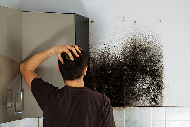 Best Mold Removal and Inspection  in Wells, MN